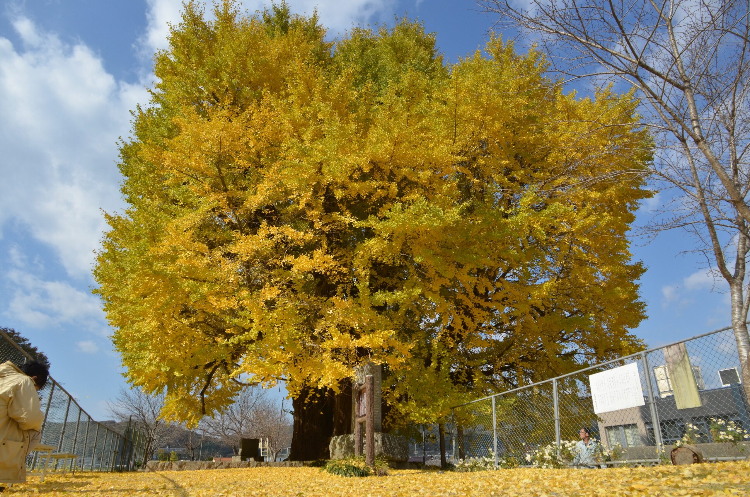 The Sayo Ginko Tree