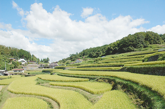 Tawa Rice Terraces