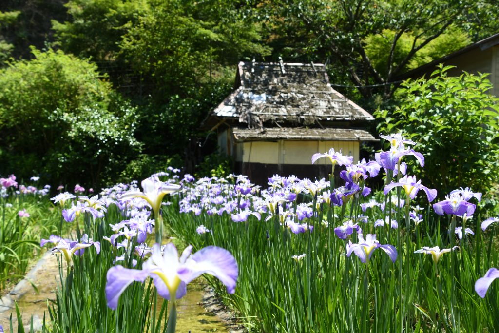 西新宿おじいちゃんとおばあちゃんの花しょうぶ園