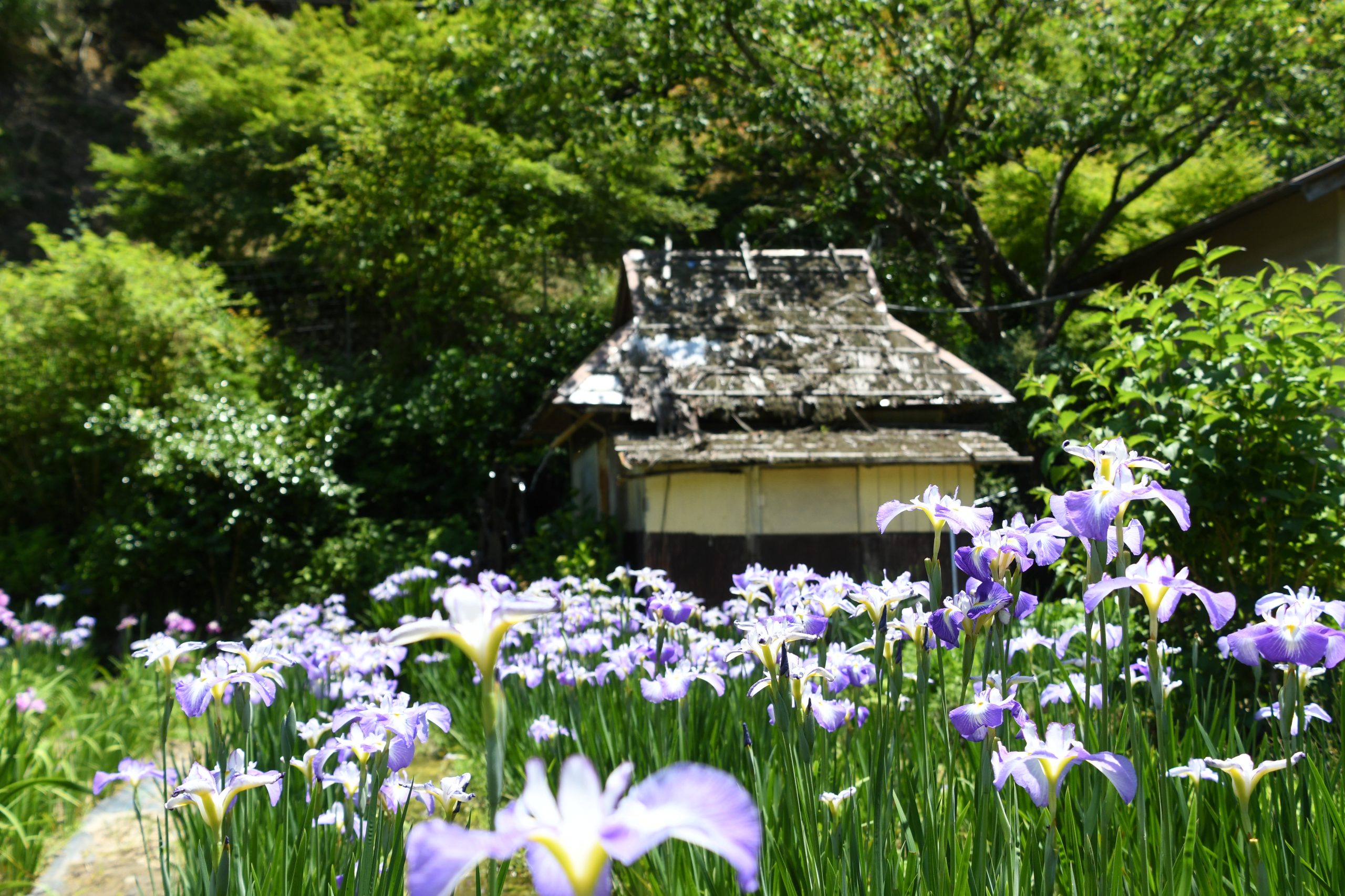 西新宿おじいちゃんとおばあちゃんの花しょうぶ園（6/6開園）